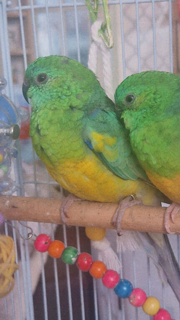 2 Red Rump Parakeets