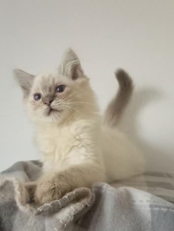 Pedigree Ragdoll kittens ready now