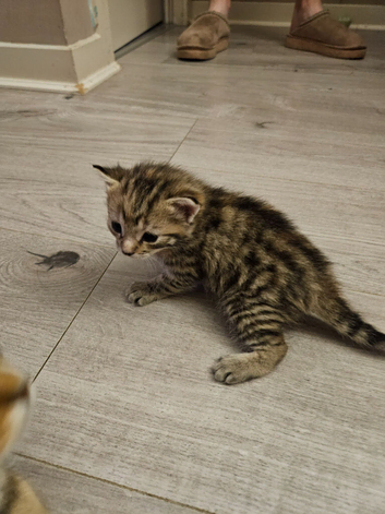 beautiful Bengal Cross Kittens