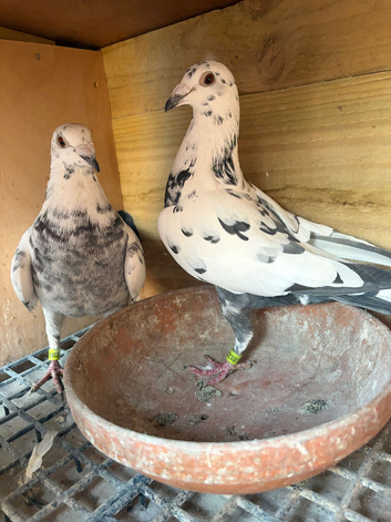 Tiger grizzle racing pigeons