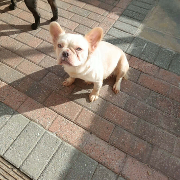 Visual Fluffy pink carrying French bulldogs