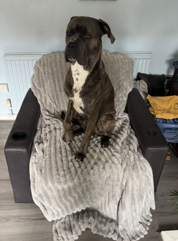 Male cane corso x