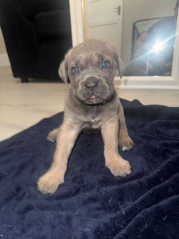 Cane Corso x Spanish Mastiff (Tradional) Hybrid Pups