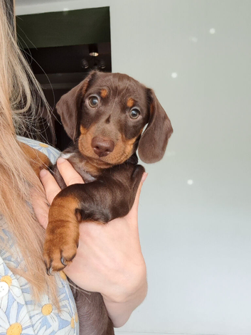 Gorgeous Chocolate Dachund boy puppy - last one from litter of 5