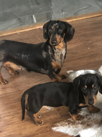 Gorgeous mini smooth haired dachshund