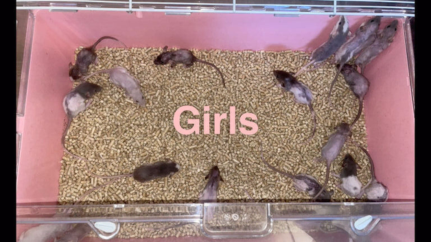 Beautiful baby rats available now!