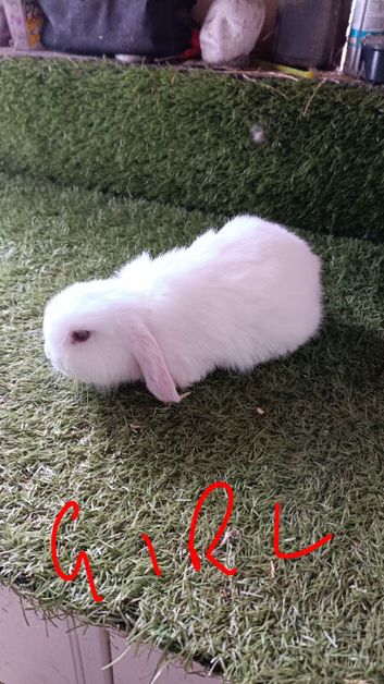 Pure mini lops