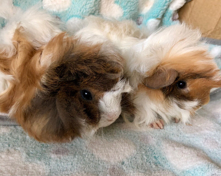 Beautiful Peruvian brothers