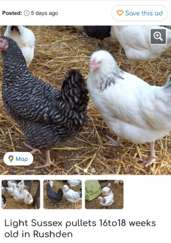 Coloured hybrids pullets