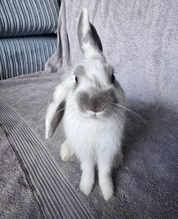 3 beautiful baby bunnies available