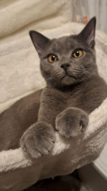 4 Male Kittens for Sale &ndash; Vaccinated and Ready for Their New Homes