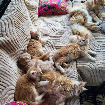 Maine Coon kittens ready now