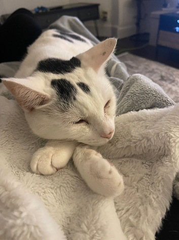 Lovely cat looking for a new home