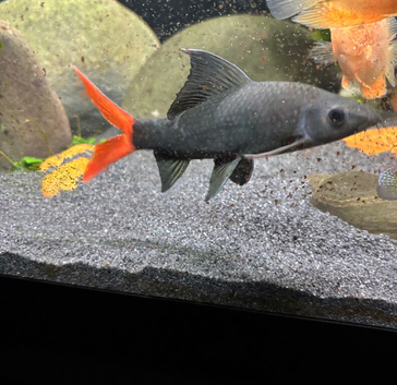 Red tail shark
