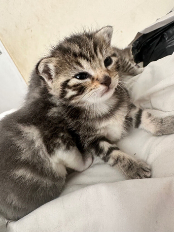Unique kittens looking for new homes