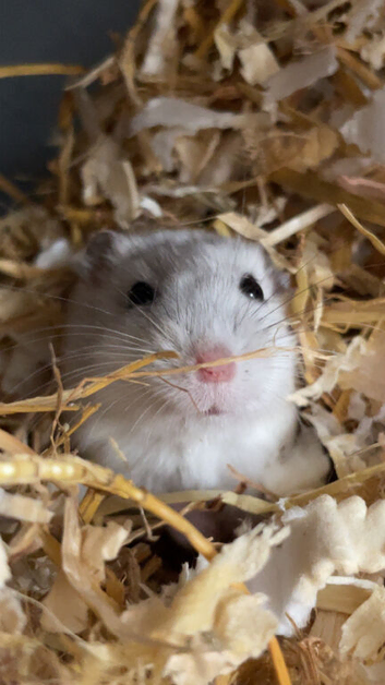 Older Russian dwarf hamster brothers