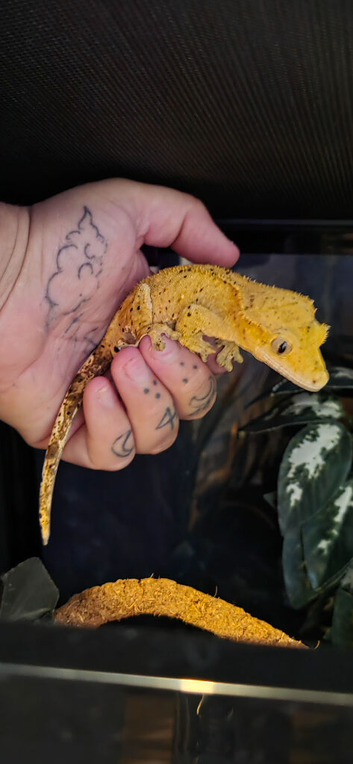 Beautiful handled crested gecko.