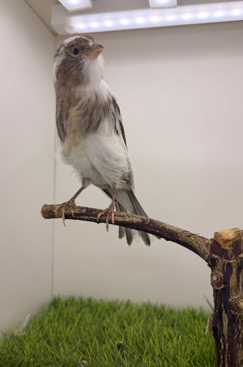 Persian hen canary