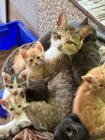 Domestic shorthair kittens for sale