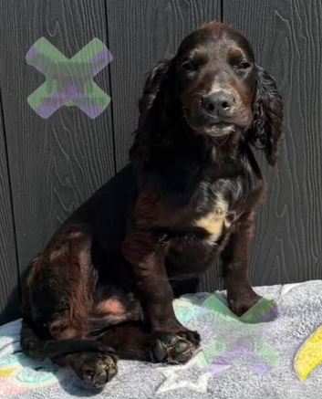 Kc cocker spaniel boy 17 dna health tested clear