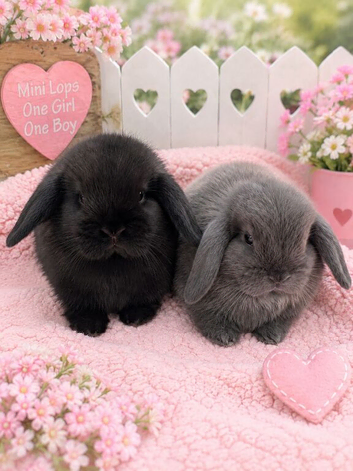 Mini lop rabbits