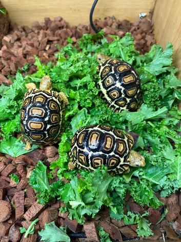 Rare High White Leopard Tortoise babies