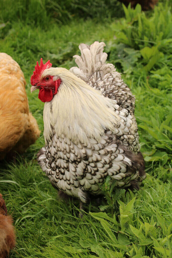 Silver Laced Orpington Rooster, 1 year old.