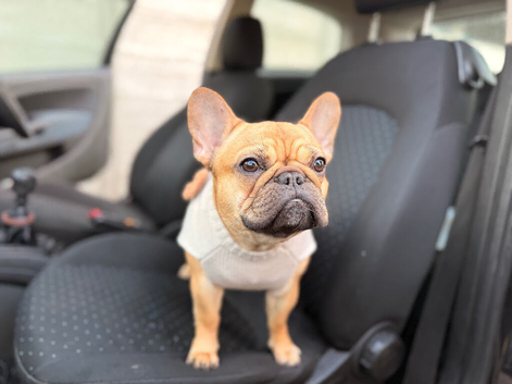 BRING BONNIE HOME