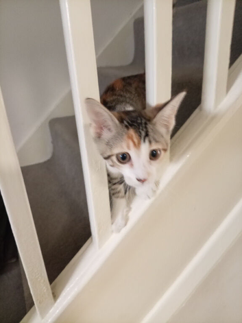 Beautiful 8 week old female kitten