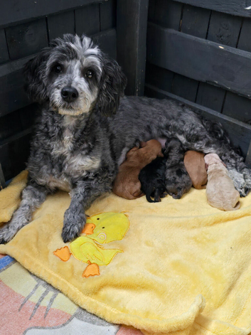 Mini x Toy Poodles