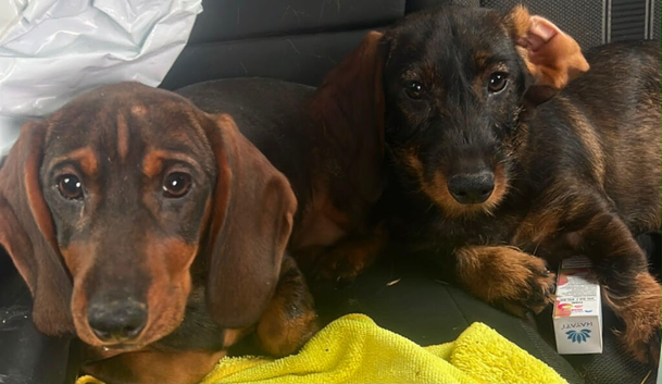 2 teckles 1 girl 1 boy for sale open to offers
