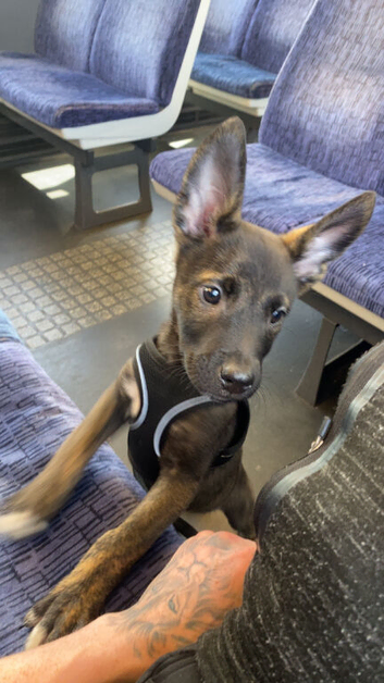 Belgian Malinois puppy