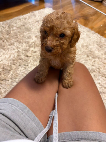 Toy poodle pup