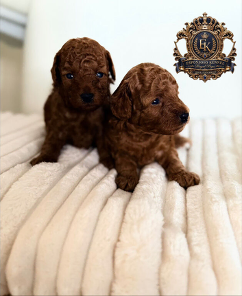5-star licensed ESPONJOSO Exclusive Half Asian Toy Poodles DWKC registered
