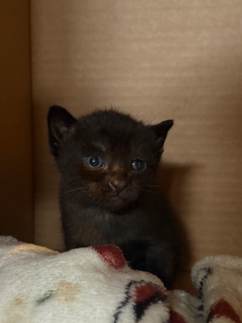 Sphynx cross ragdoll black/dark brown kitten girl
