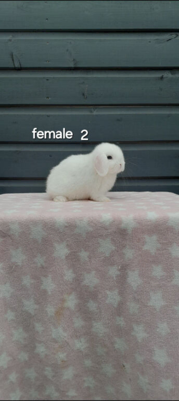 Purebred mini lop rabbits ready now