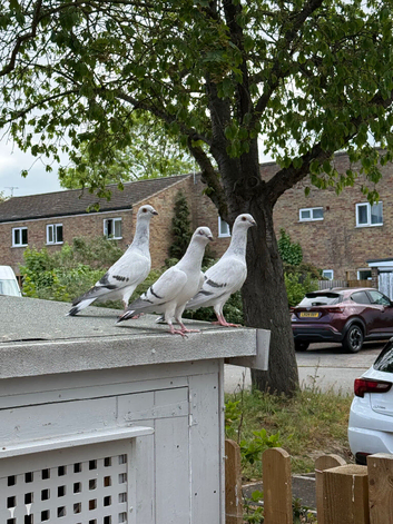 Healthy pigeons &pound;80