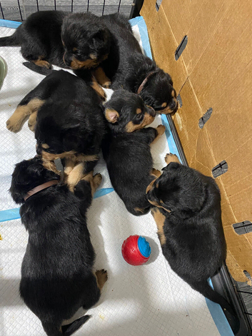 Rottweiler puppies
