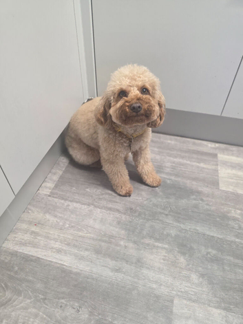 Female cavapoo