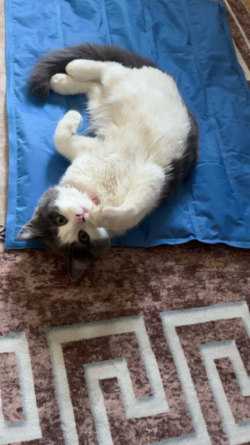 Emergency rehoming