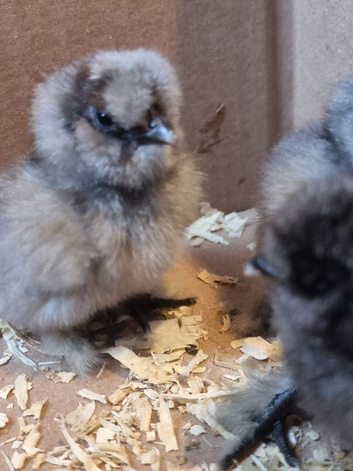 Day old silkie chicks. Unsexed
