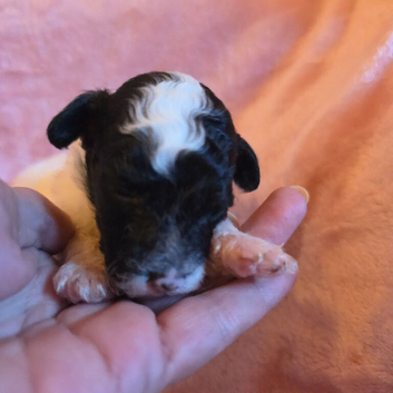 Gorgeous Toy Poodle Pups