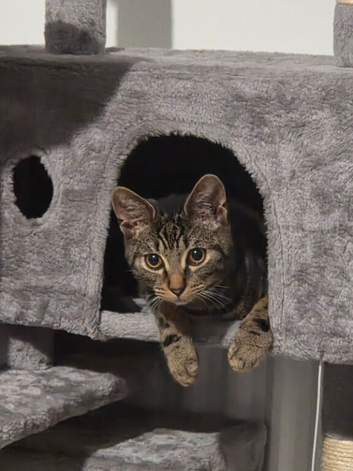 1 year old cat