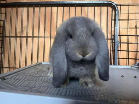 ALL RESERVED. Pure bred French lop litter