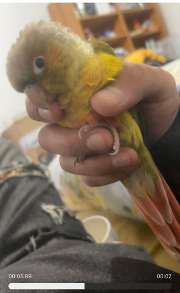 Hand-reared 10 week old baby pineapple conure