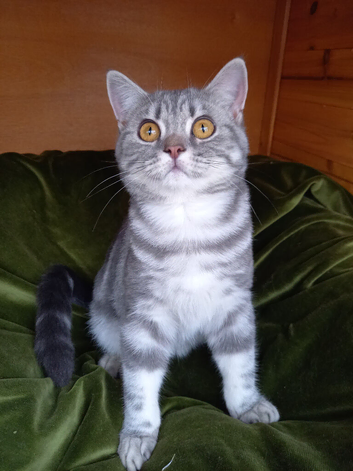 British shorthair kittens