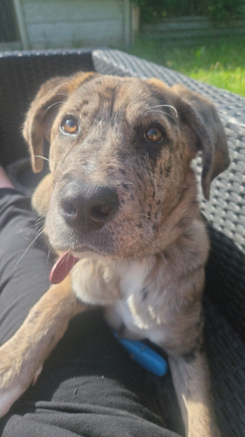 Female pup for sale