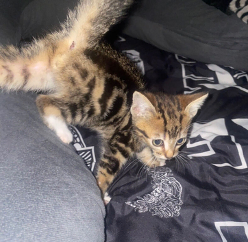 Kittens for sale