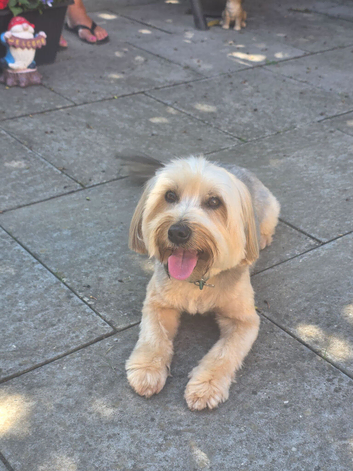 Yorkshire terrier x