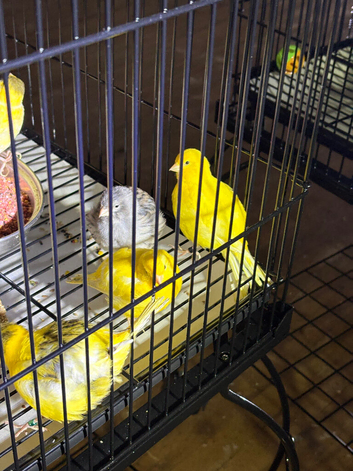 Fancy canary